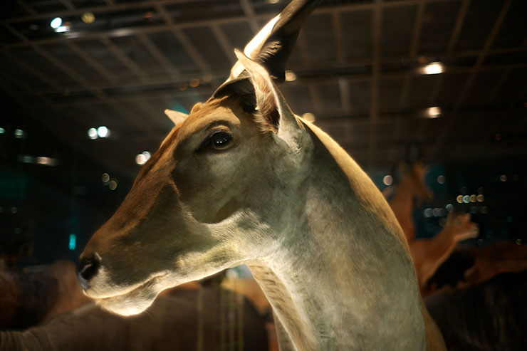 LEICA M10-Pで撮影したシカの剥製の画像