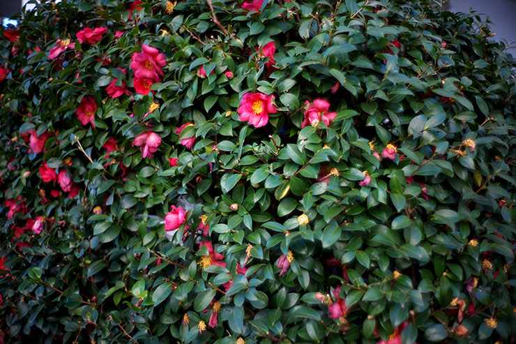 LEICA M10-Pで撮影した山茶花の画像