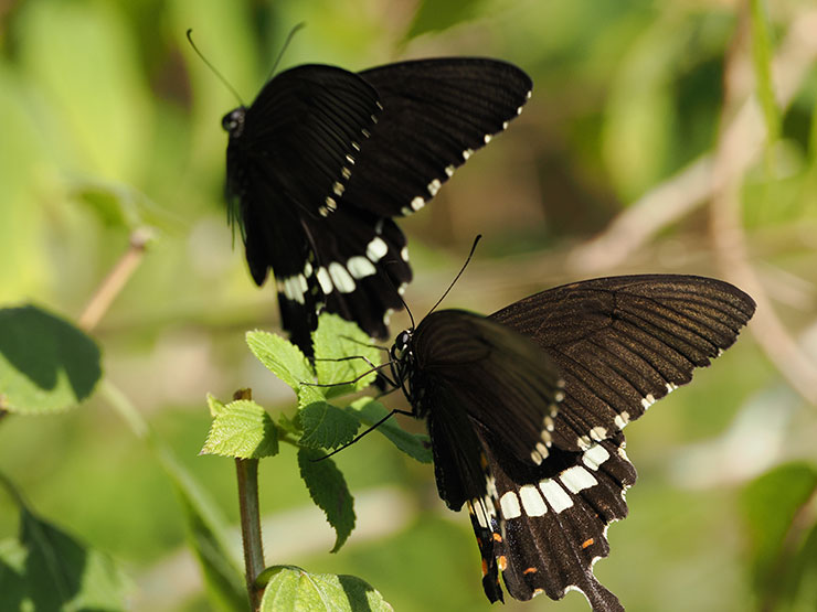 OM-1・1/2000秒で撮影した2羽の黒い蝶の画像