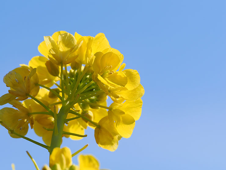 OM-1・1/800秒で撮影した菜の花の画像