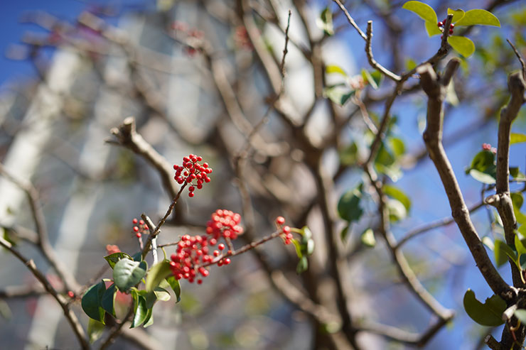 F1.4にて50mmF1.4 DG DN | Artで撮影した木の画像