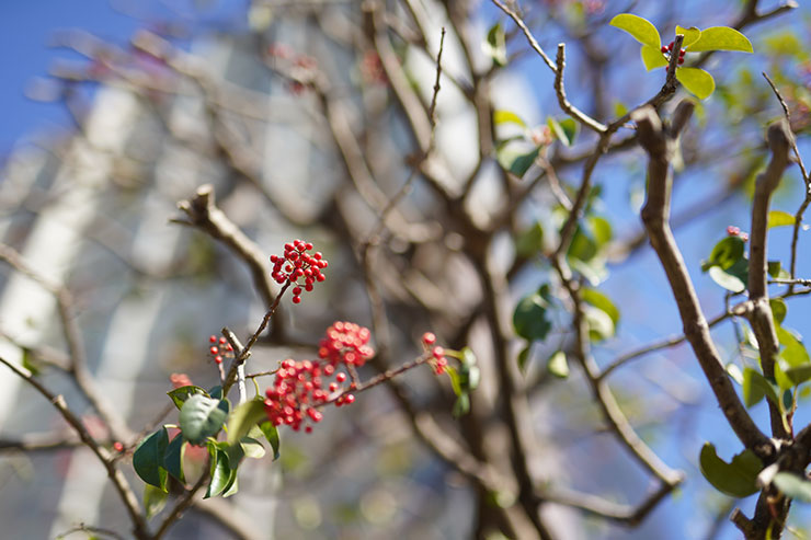 F1.4にて50mmF1.4 DG HSM | Art+MC-11で撮影した木の画像