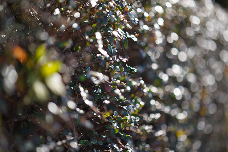 玉ボケが発生する状況にて50mmF1.4 DG DN | Artで撮影した水面の画像