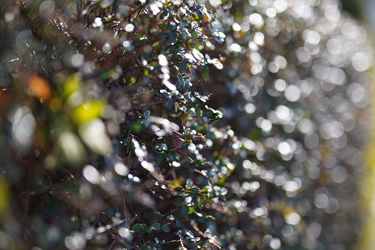 玉ボケが発生する状況にて50mmF1.4 DG HSM | Art+MC-11で撮影した水面の画像