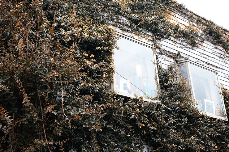 シグマ fp L・シグマ 50mm F1.4 DG DN | Artで撮影した植物のツルに覆われた建物の画像