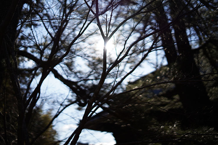 ソニー α7R IV・シグマ 50mm F1.4 DG DN | Artで撮影した木々の間から漏れる陽の光の画像