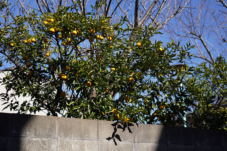 ソニー α7R IV・シグマ 50mm F1.4 DG DN | Artで撮影したゆずの木の画像