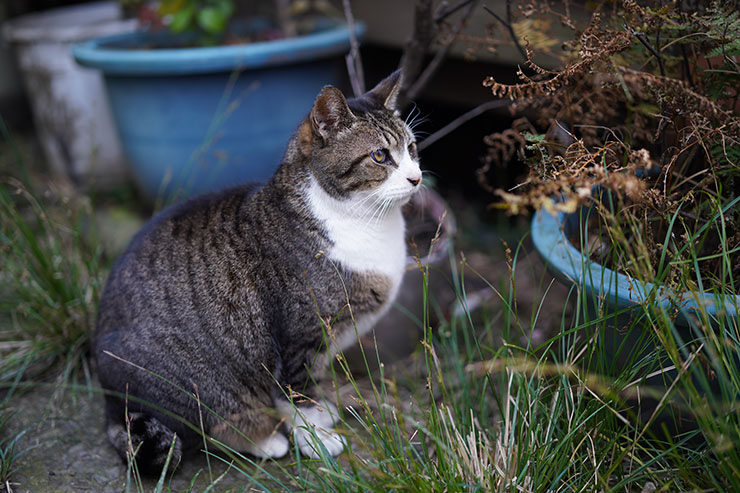 ソニー α7R IV・シグマ 50mm F1.4 DG DN | Artで撮影した鉢植えの前に座る猫の画像