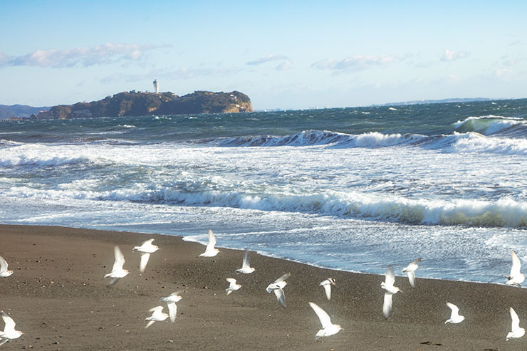 キヤノン EOS R10・RF-S18-150mm F3.5-6.3 IS STM（44mm）で撮影した海岸に集まる白い鳥の群れの画像