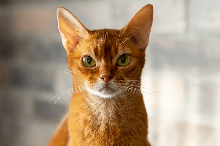 キヤノン EOS R10・RF85mm F2 MACRO IS STM レンズ焦点距離 85mmで撮影した茶色の猫のアップの画像