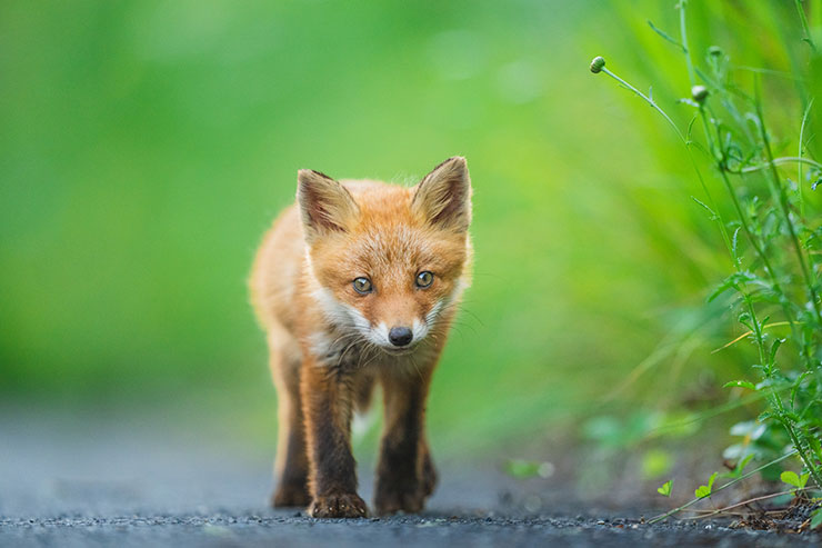 SONY α1・FE 400mm F2.8 GM OSS［SEL400F28GM］で連写撮影したキツネの画像2