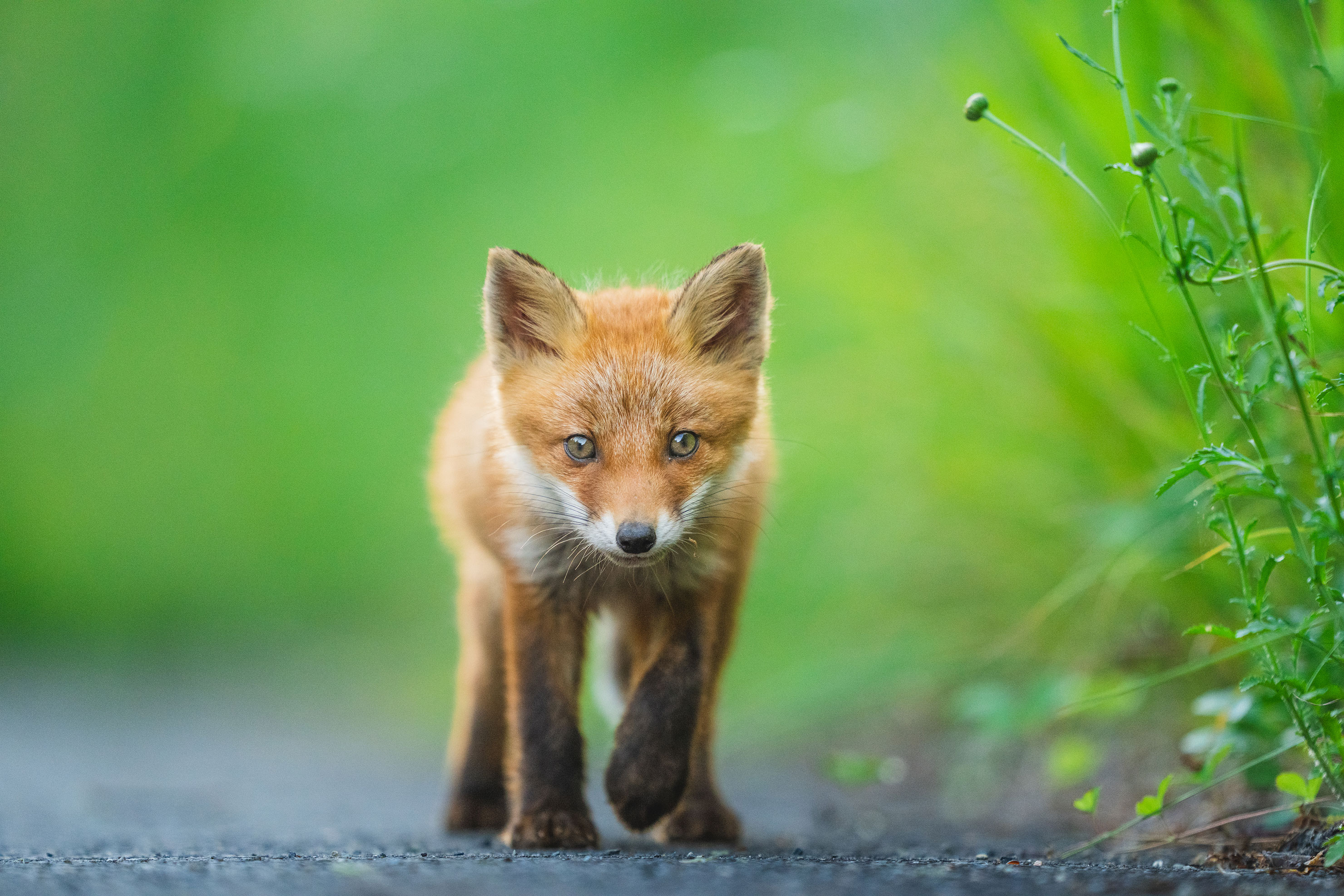 SONY α1 レビュー × 井上浩輝｜絶対的な高性能さ・信頼感を与えて