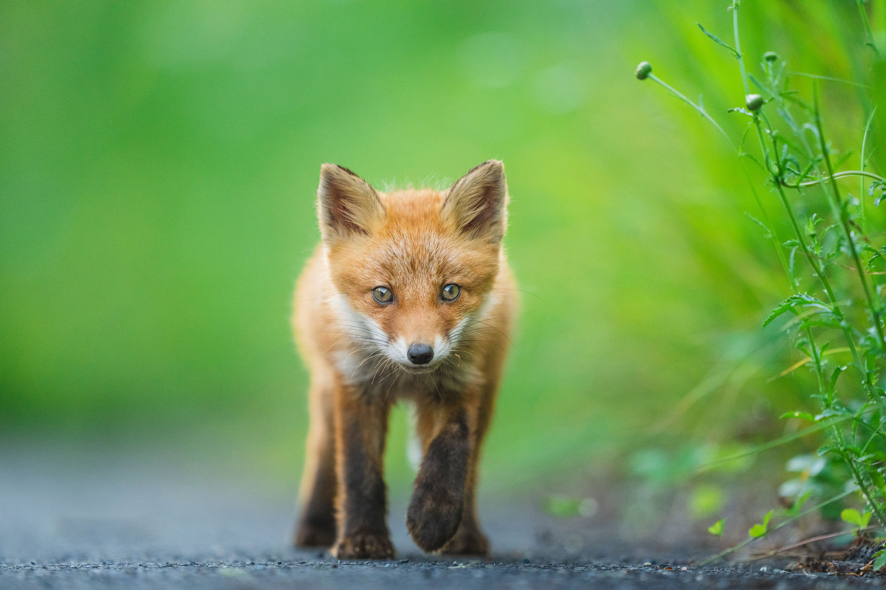 SONY α1 レビュー × 井上浩輝｜絶対的な高性能さ・信頼感を与えて