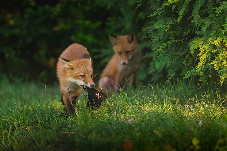 SONY α1・FE 70-200mm F2.8 GM OSS II［SEL70200GM2］で撮影したおもちゃを咥えた子ギツネと親キツネの画像