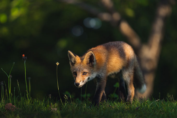 SONY α1・FE 70-200mm F2.8 GM OSS II［SEL70200GM2］で撮影した藪の中を行くキツネの画像
