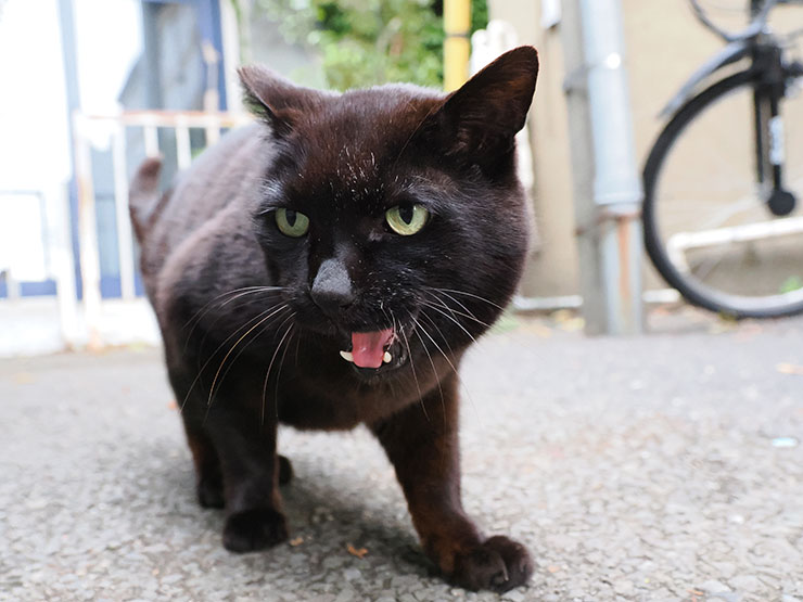 M.ZUIKO DIGITAL ED 12-100mm F4.0 IS PRO・16mm（35mm判換算32mm）・ 1/320秒で撮影したローアングルの黒猫の画像