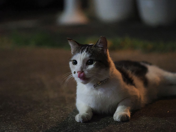 SIGMA 56mm F1.4 DC DN・56mm（35mm判換算112mm）・ 1/60秒で撮影した深夜の民家の猫の画像