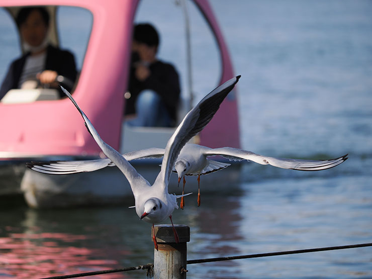 M.ZUIKO DIGITAL ED 40-150mm F4.0 PRO・150mm（35mm判換算300mm）・ 1/4000秒で撮影した足漕ぎボートの前を飛ぶ2羽の鳥の画像