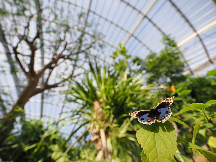 M.ZUIKO DIGITAL ED 8-25mm F4.0 PRO・8mm（35mm判換算16mm）・ 1/640秒で撮影した葉に止まる蝶の画像