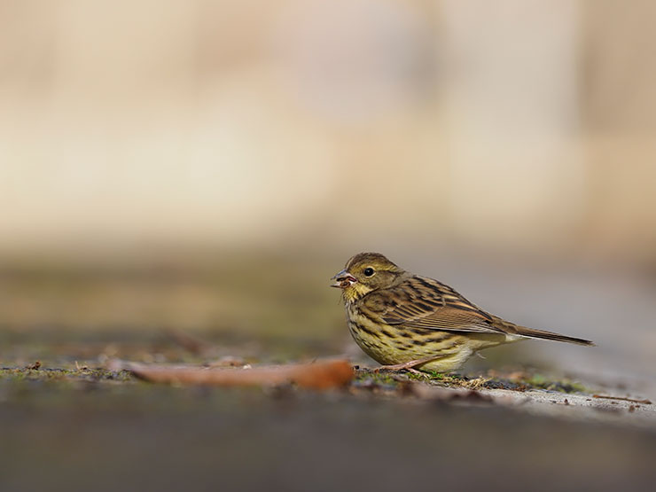 OLYMPUS OM-D E-M1 MarkⅢ・M.ZUIKO DIGITAL ED 300mm F4.0 IS PRO・300mm（35mm判換算600 mm）で撮影した餌を咥えているアオジの画像