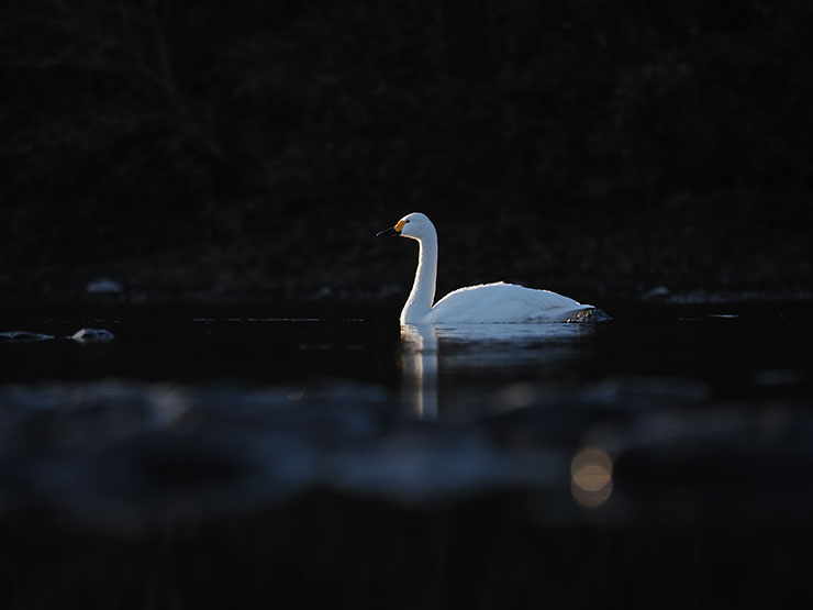 OM SYSTEM OM-1・M.ZUIKO DIGITAL ED 40-150mm F2.8 PRO・150mm（35mm判換算300mm）で撮影した水面を泳ぐコハクチョウの画像