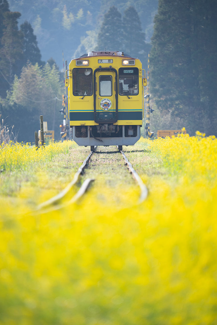 SONY α1・FE 200-600mm F5.6-6.3 G OSS・547mmで撮影した菜の花畑の間を走るいすみ鉄道の画像