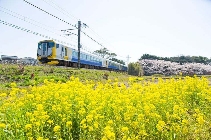 NIKON D700・Nikon AF-S NIKKOR 24-120mm f/4G ED VR・24mmで撮影した菜の花畑の横を走る外房線の画像