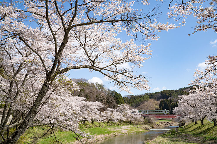 SONY α7RⅣ・FE24-70mm F2.8 GM・34mmで撮影で撮影した千本桜が咲く夏井川を通過する磐越東線の画像