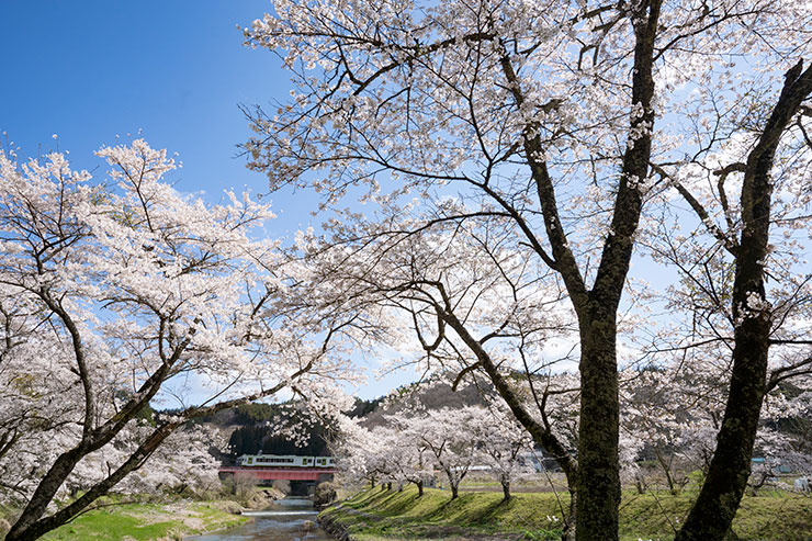 SONY α7RⅣ・FE16-35mm F2.8 GM・22mmで撮影した千本桜が咲く夏井川を通過する磐越東線（真横の図）