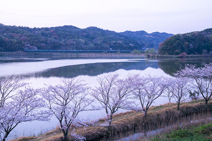 SONY α7RⅣ・FE24-70mm F2.8 GM・47mmで撮影で撮影した水尻池に咲く桜と「瑞風」の画像