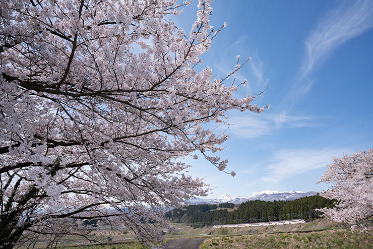 SONY α7RⅢ・FE16-35mm F2.8 GM・23mmで9時52分に撮影した青空の下の桜と新幹線「つばさ」の画像