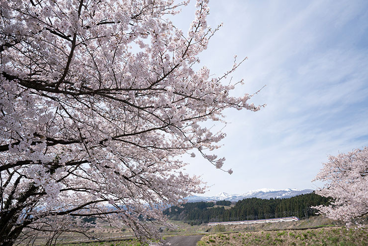SONY α7RⅢ・FE16-35mm F2.8 GM・23mmで10時37分に撮影した青空が霞がかった頃の桜と新幹線「つばさ」の画像