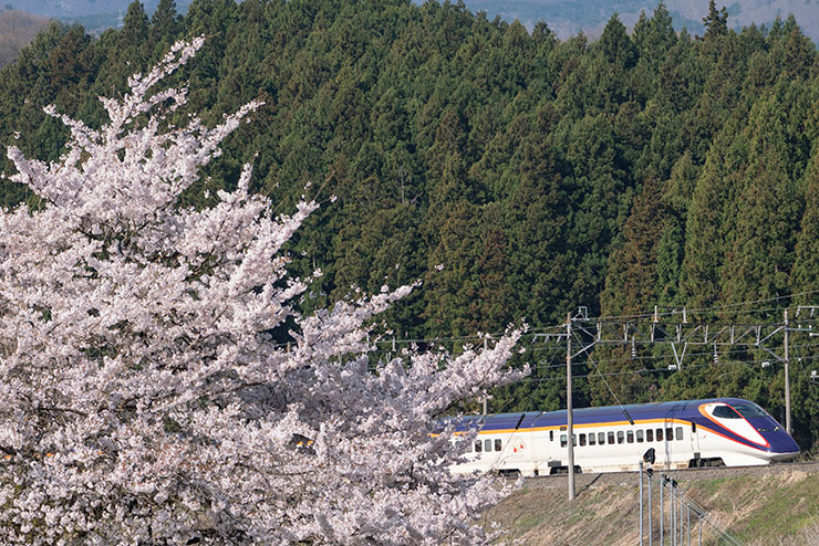 SONY α7RⅢ・FE100-400mm F4.5-5.6 GM OSS・128mmで撮影した木々と桜の間を走る新幹線「つばさ」の画像