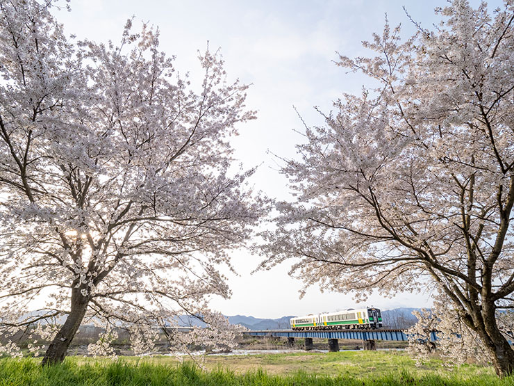 OM SYSTEM OM-D E-M1 MarkⅢ・M.ZUIKO DIGITAL ED 7-14mm F2.8 PRO・9mm（35mm判換算18mm）で撮影で撮影した桜の間を走る只見線の画像