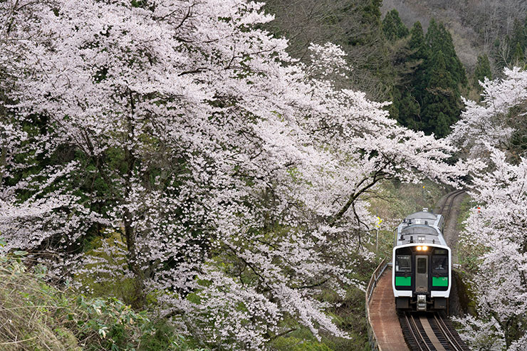 SONY α7RⅣ・FE70-200mm F2.8 GM OSS・94mmで撮影した桜が咲く山間を走る只見線の画像