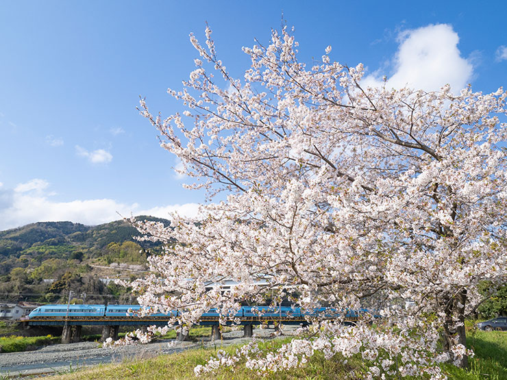 OM SYSTEM OM-D E-M1X・M.ZUIKO DIGITAL ED 7-14mm F2.8 PROでやや北向きに撮影した小田急小田原線と桜の画像