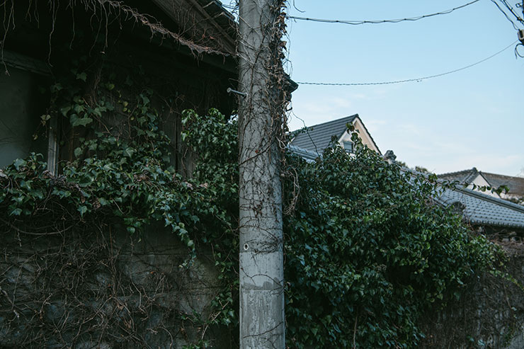 ニコン D850・AF-S NIKKOR 24-70mm f/2.8E ED VRで撮影したツタに覆われた電柱と建物の画像