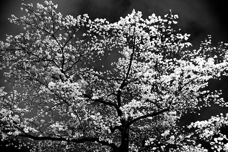 PENTAX（ペンタックス） K-3 MarkⅢ Monochrome・HD PENTAX-DA★16-50mmF2.8ED PLM AW・16mm（35mm判換算24mm相当）で撮影した夜桜の画像