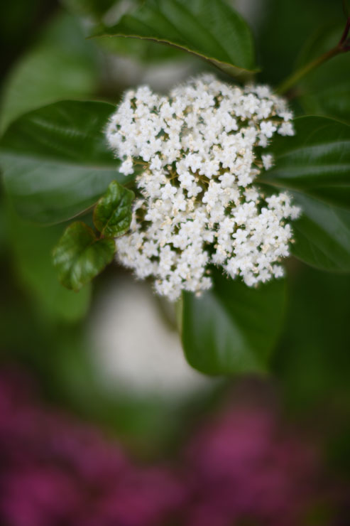 Voigtlander（フォクトレンダー）NOKTON 55mm F1.2 SLIIs 作例2