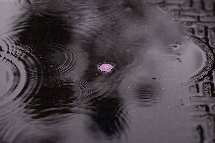 ニコンZ 9・NIKKOR Z 85mm f/1.2 Sで撮影した水溜りに浮かぶ桜の花びらの画像