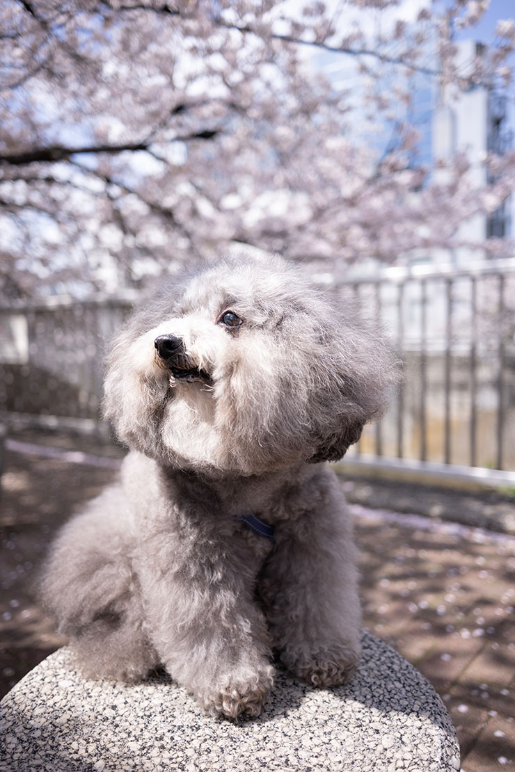 ニコンZ 9・NIKKOR Z 26mm f/2.8で撮影したお座りしている白い犬の画像