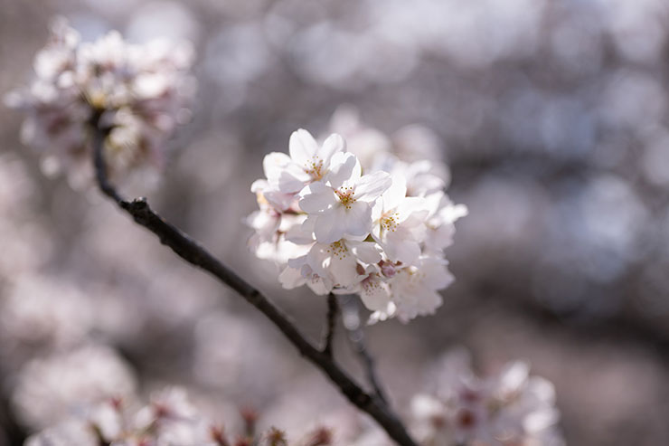 ニコンZ 9・NIKKOR Z 50mm f/1.8 Sで撮影した桜のアップの画像