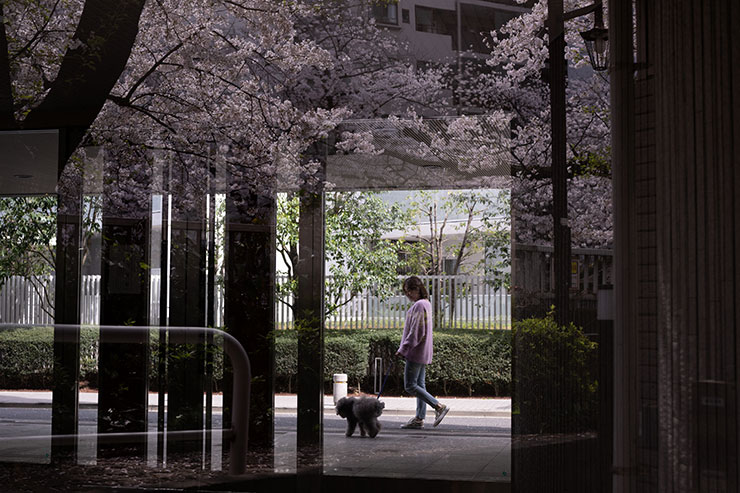 ニコンZ 9・NIKKOR Z 50mm f/1.8 Sで撮影した犬の散歩をする女性の画像