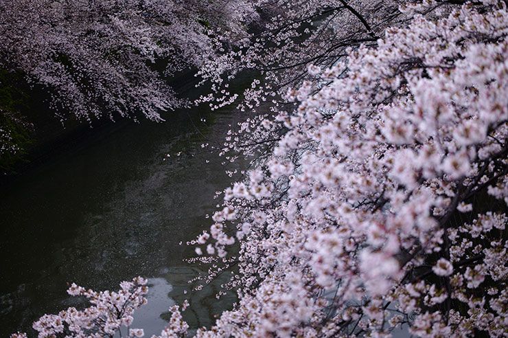 シグマfp L・シグマ50mm F2 DG DN | Contemporaryで撮影した川沿いの桜の画像画像