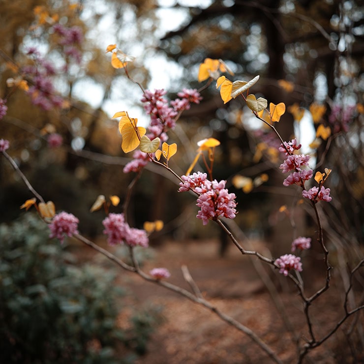 シグマfp L・シグマ23mm F1.4 DC DN | Contemporaryで撮影したピンクの花と黄色の葉をつけた植物の画像