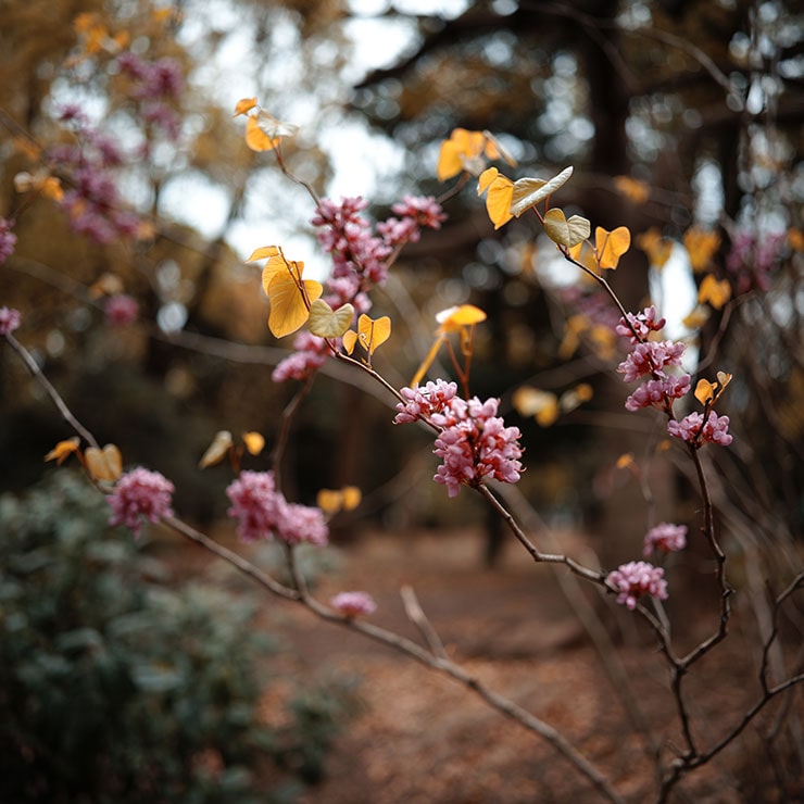 シグマfp L・シグマ23mm F1.4 DC DN | Contemporaryで撮影したピンクの花と黄色の葉をつけた植物の画像