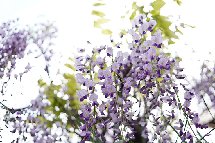 ソニーα6600・シグマ23mm F1.4 DC DN | Contemporaryで撮影したフジの花の画像