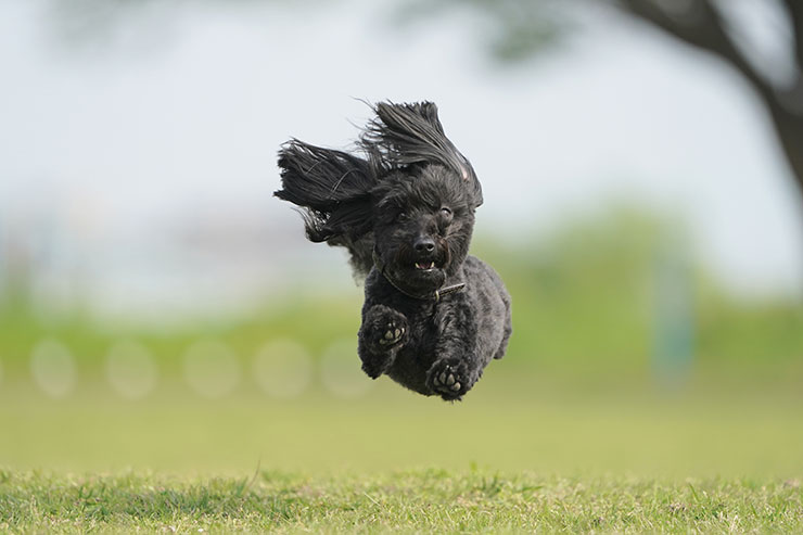 FE 200-600mm F5.6-6.3 G OSS・1/1600秒で撮影した走っている黒い犬の正面画像
