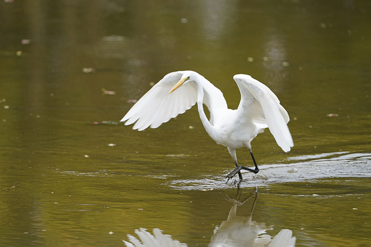 FE 200-600mm F5.6-6.3 G OSS・1/250秒で撮影した羽を広げながら川を歩く白い鳥の画像