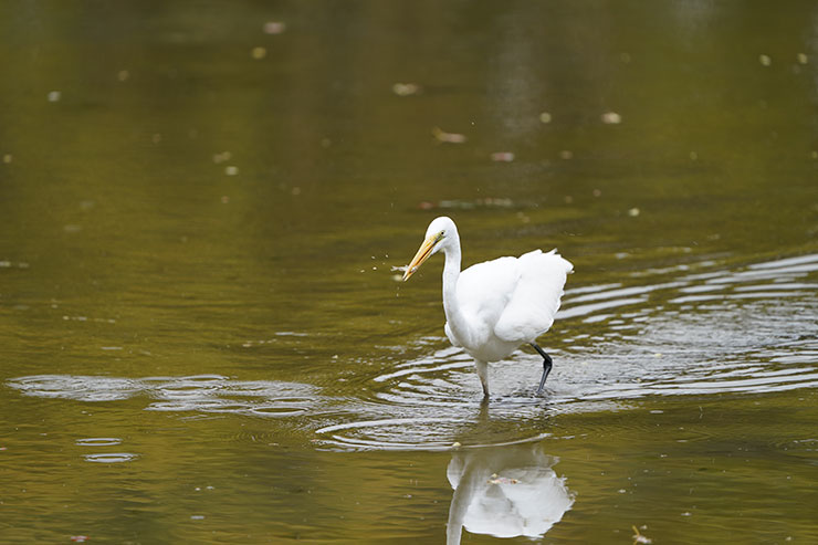 FE 200-600mm F5.6-6.3 G OSS・1/250秒で撮影した川を歩く白い鳥の画像